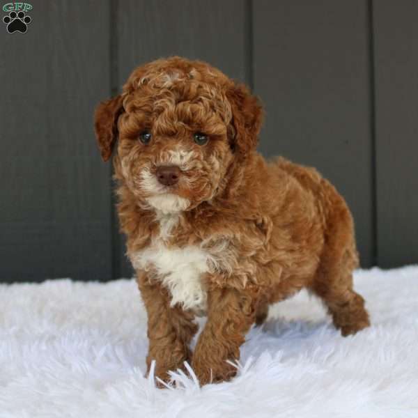 Archie, Miniature Poodle Puppy